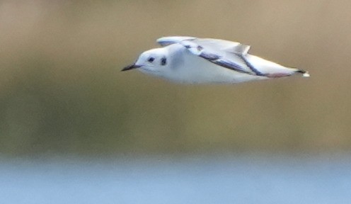 Bonaparte's Gull - Dave Bowman