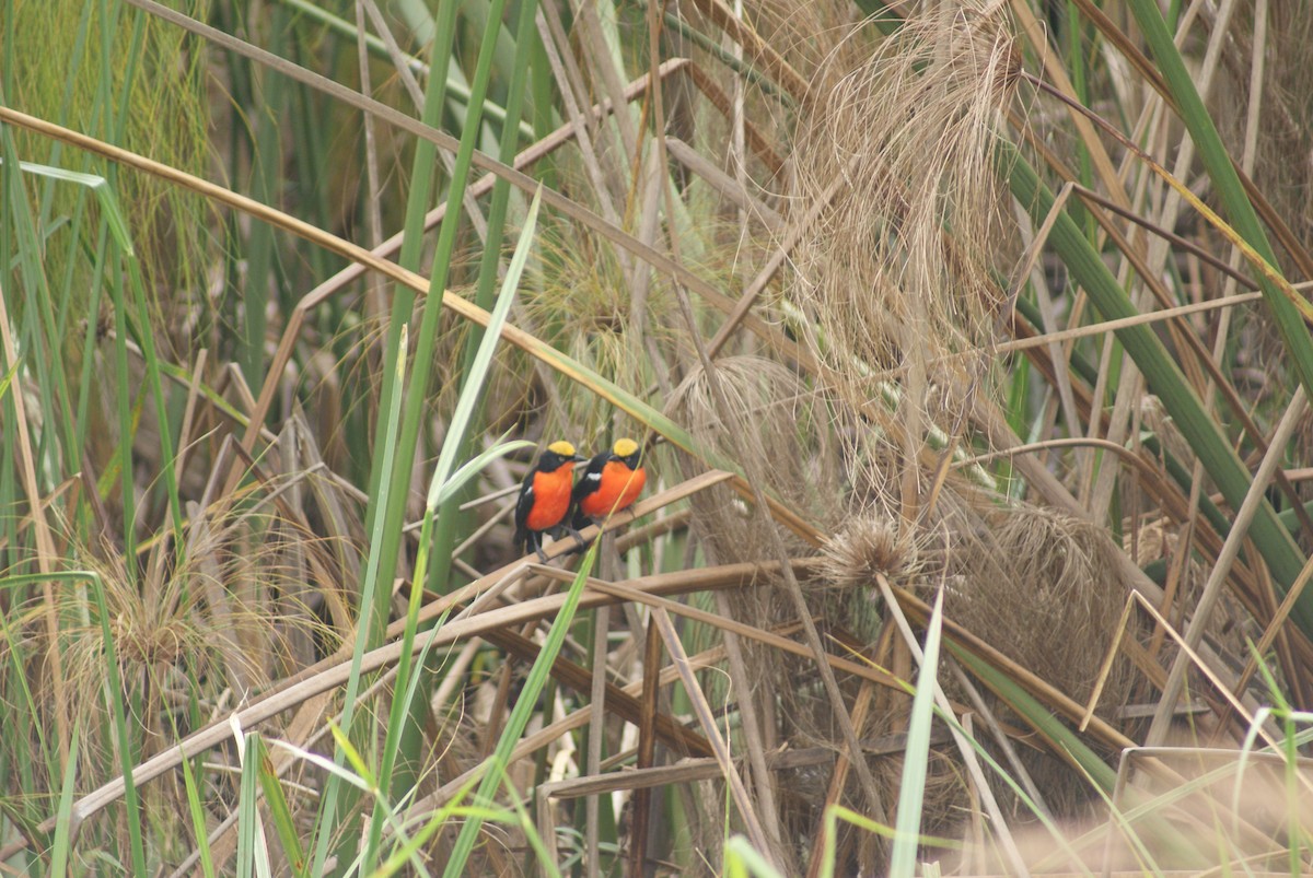 Bubú de Los Papiros - ML613299279