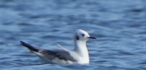 Bonaparte's Gull - ML613299280