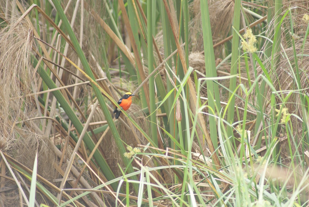 Bubú de Los Papiros - ML613299281