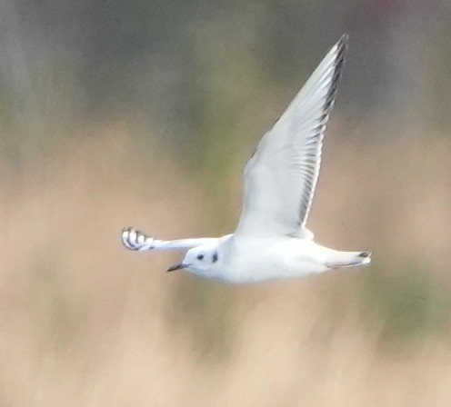 Bonaparte's Gull - ML613299282