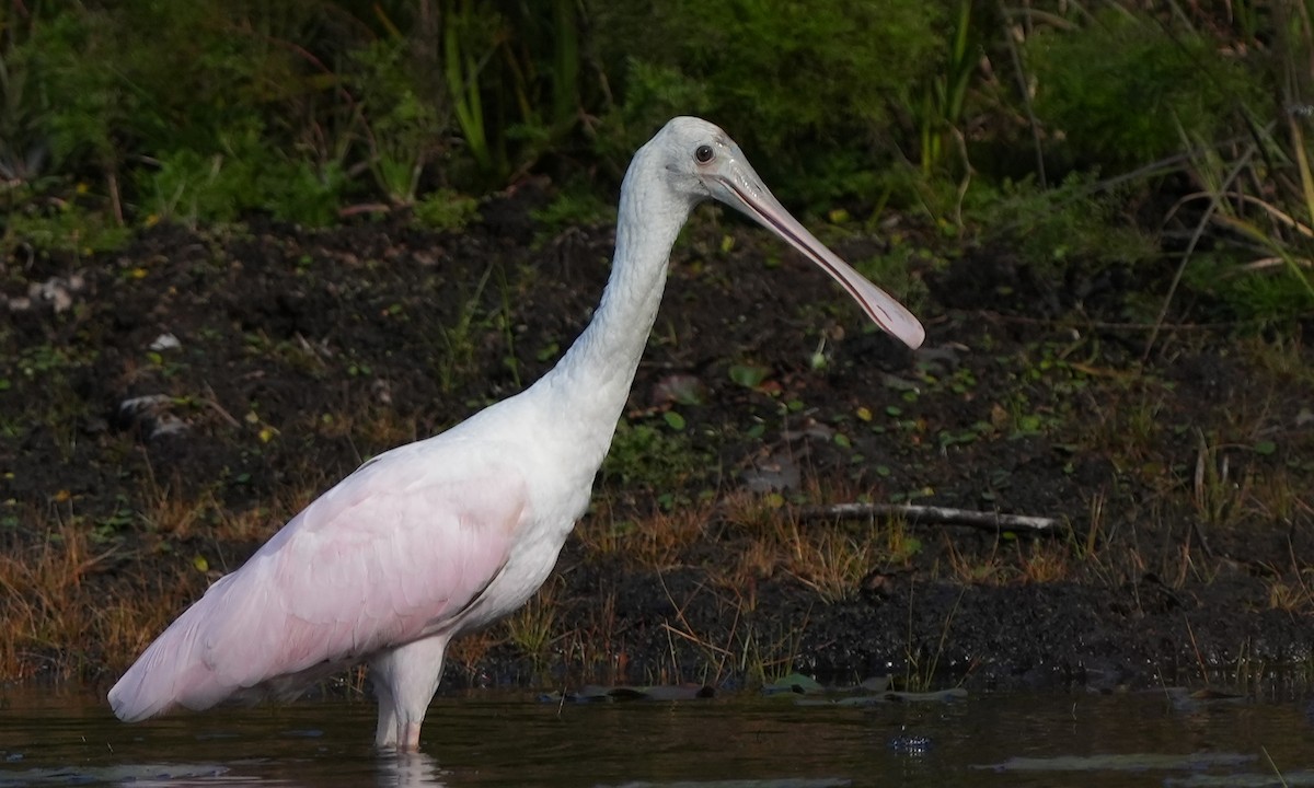 Roseate Spoonbill - Dave Bowman