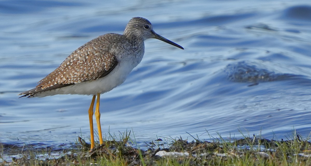 Greater Yellowlegs - ML613299297