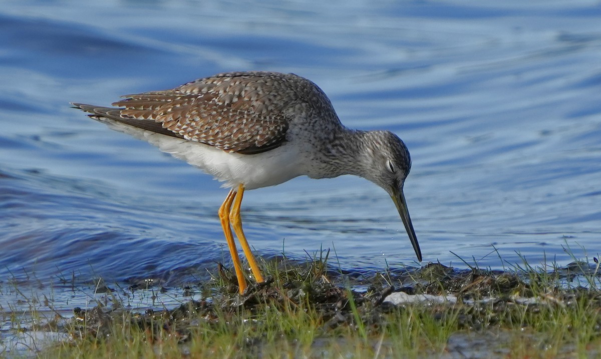 Greater Yellowlegs - ML613299305