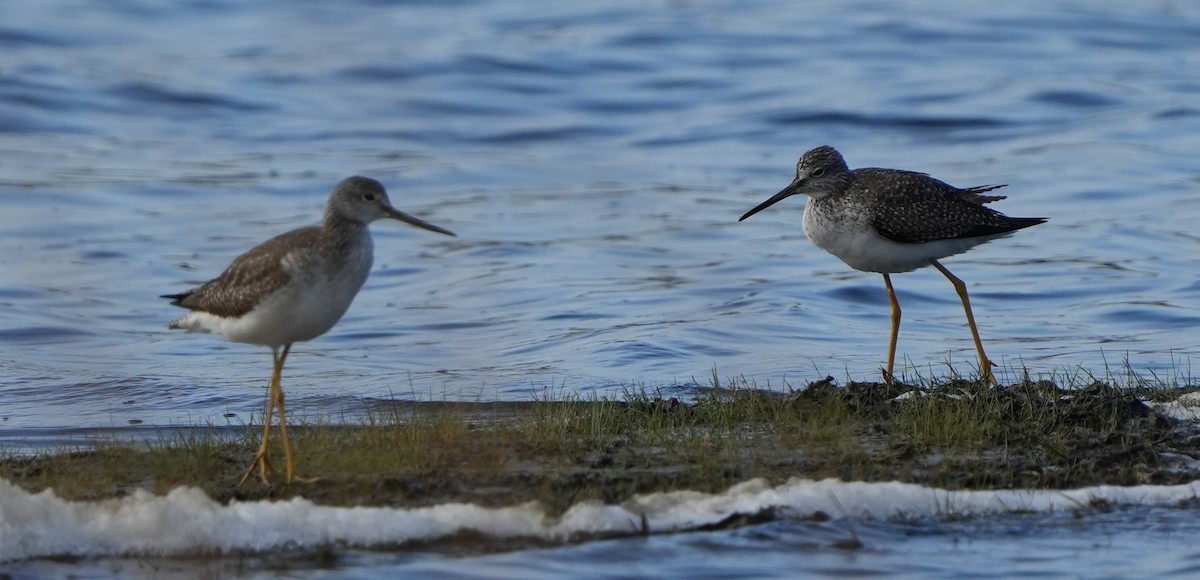 Greater Yellowlegs - ML613299313