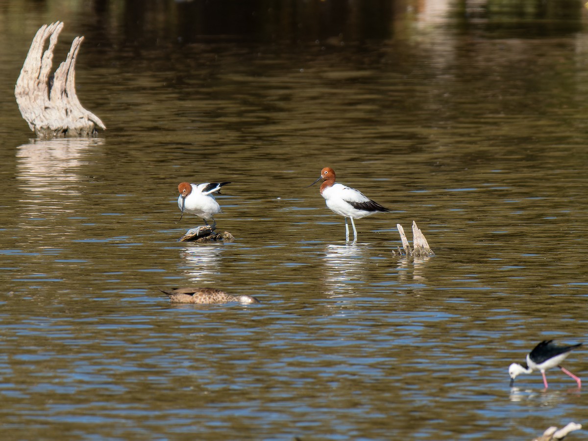 Avocette d'Australie - ML613299329