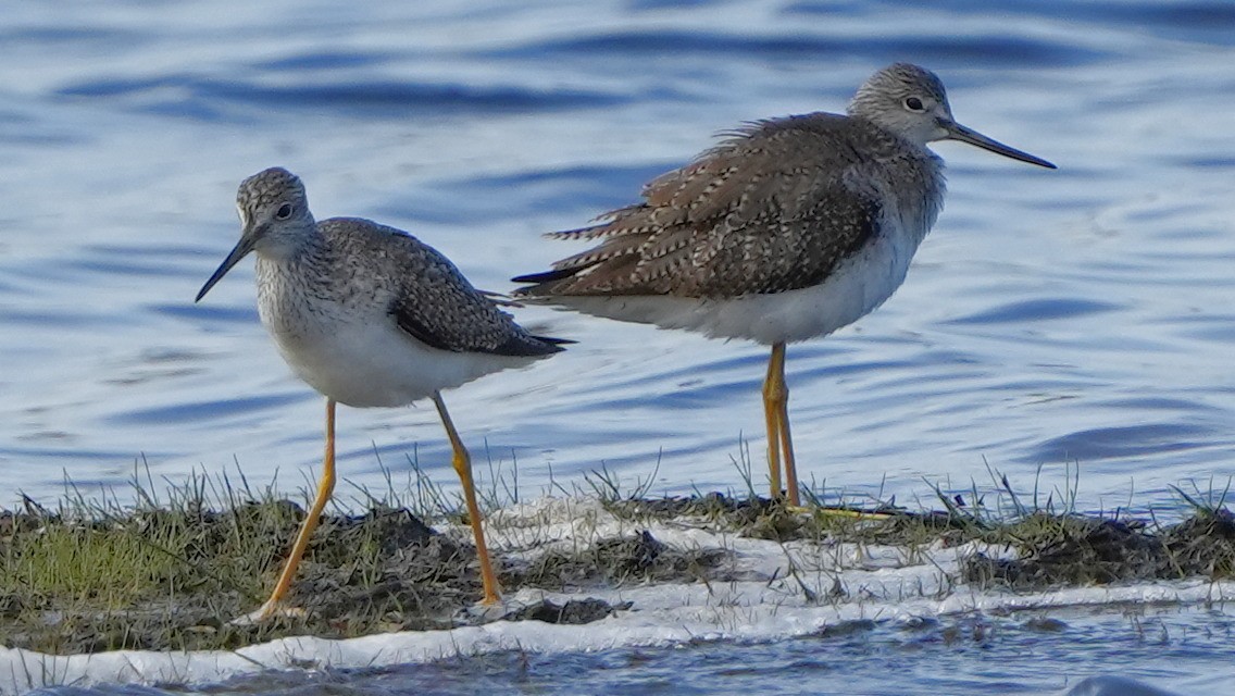 Greater Yellowlegs - ML613299333