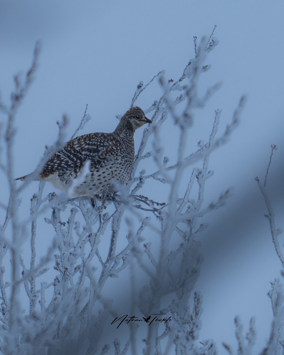 Sharp-tailed Grouse - ML613299341