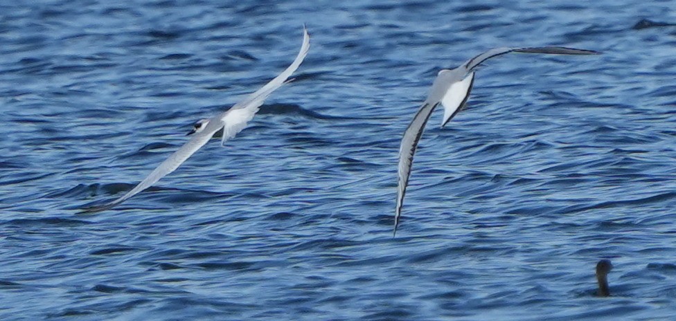 Forster's Tern - ML613299347