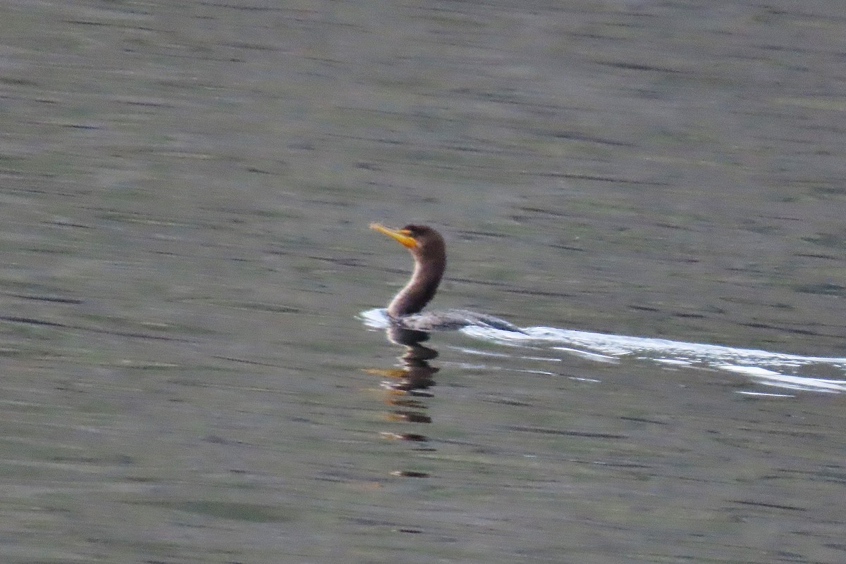 Double-crested Cormorant - ML613299349