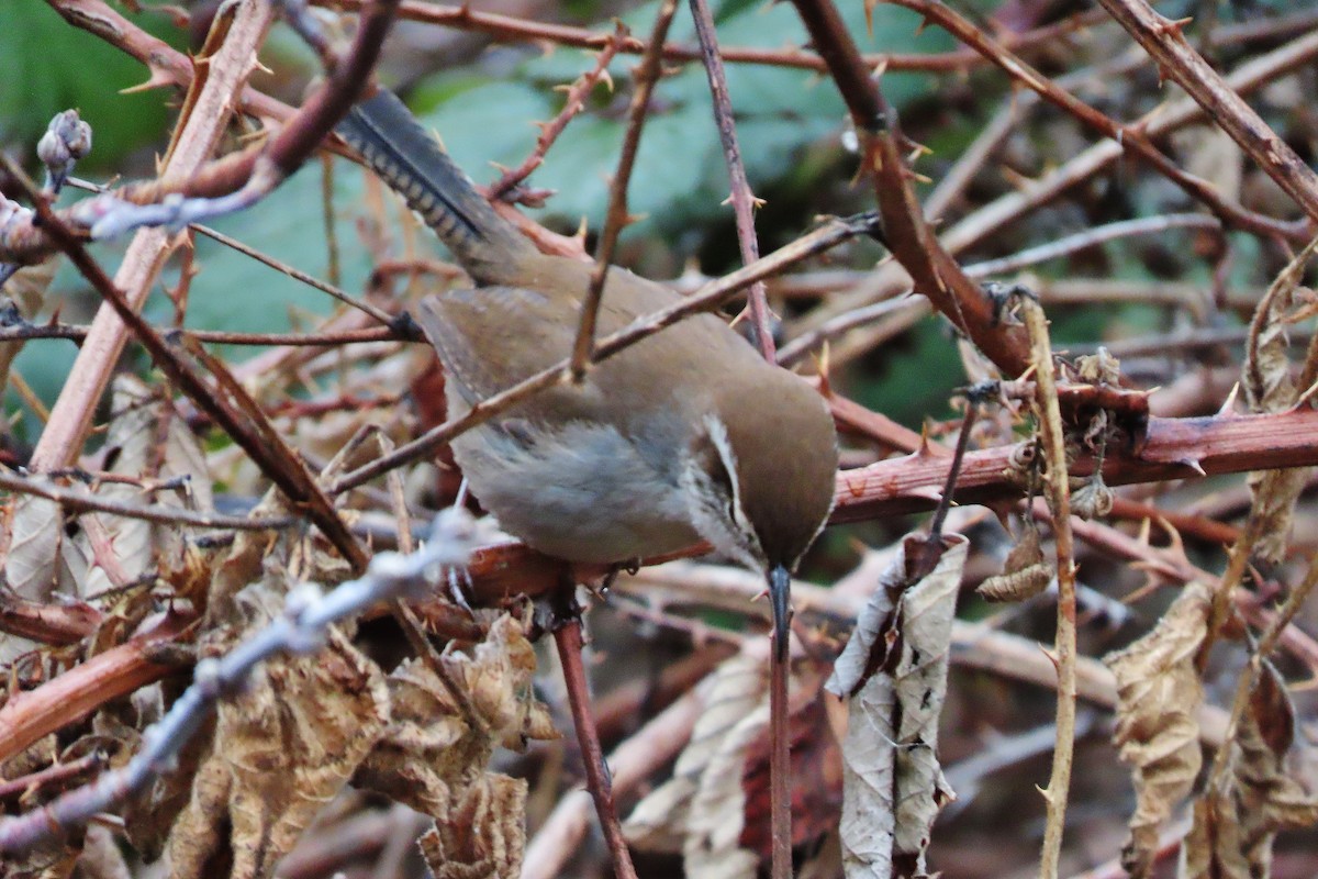 Bewick's Wren - ML613299380