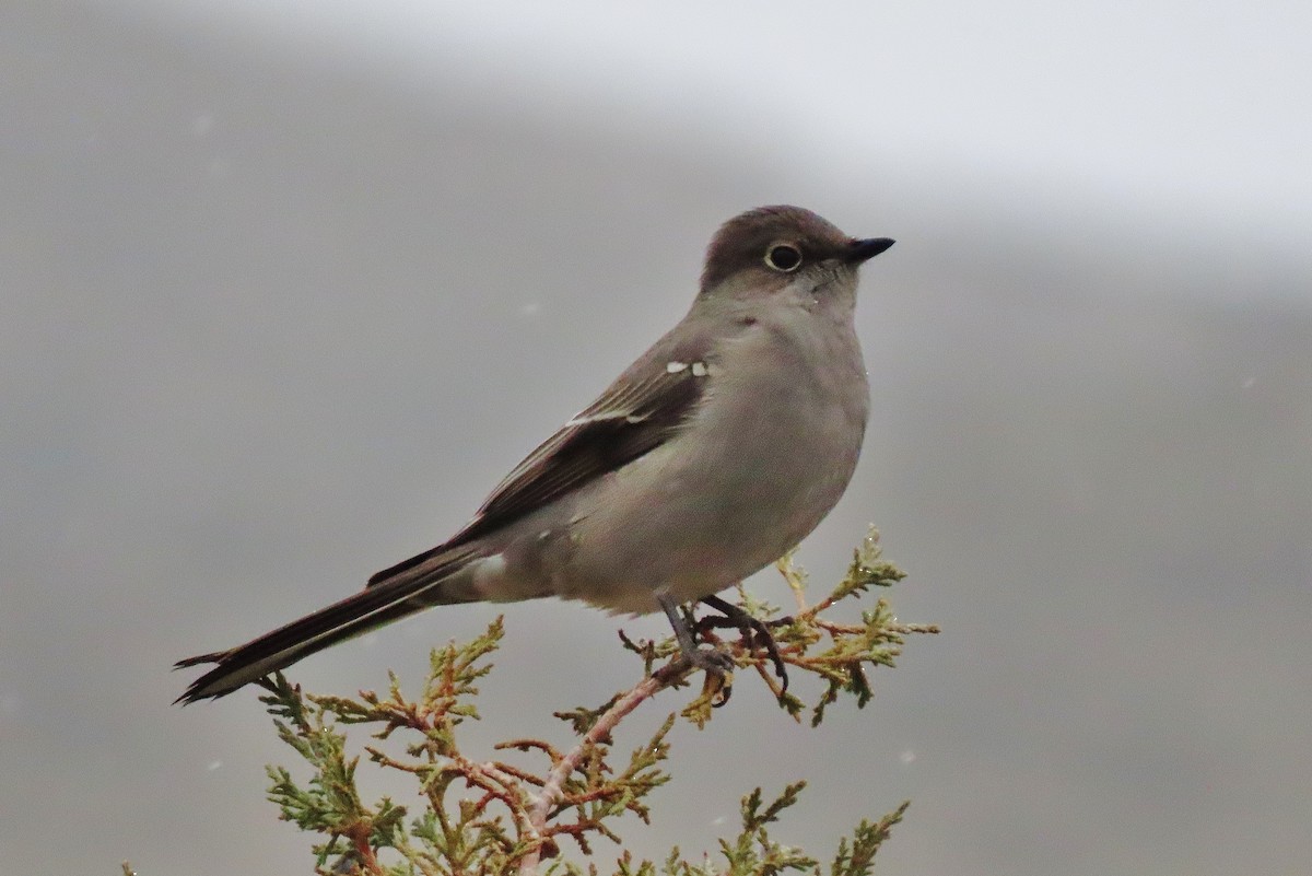 Townsend's Solitaire - ML613299382