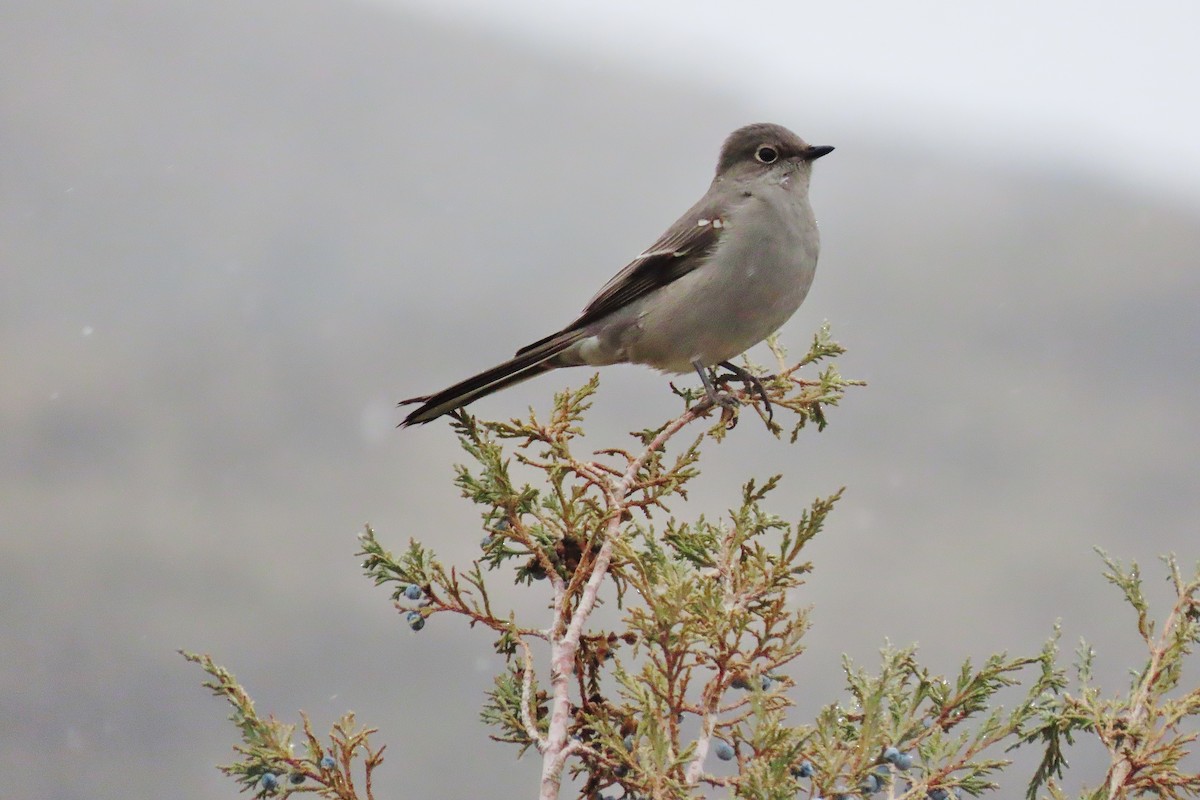 Townsend's Solitaire - ML613299383