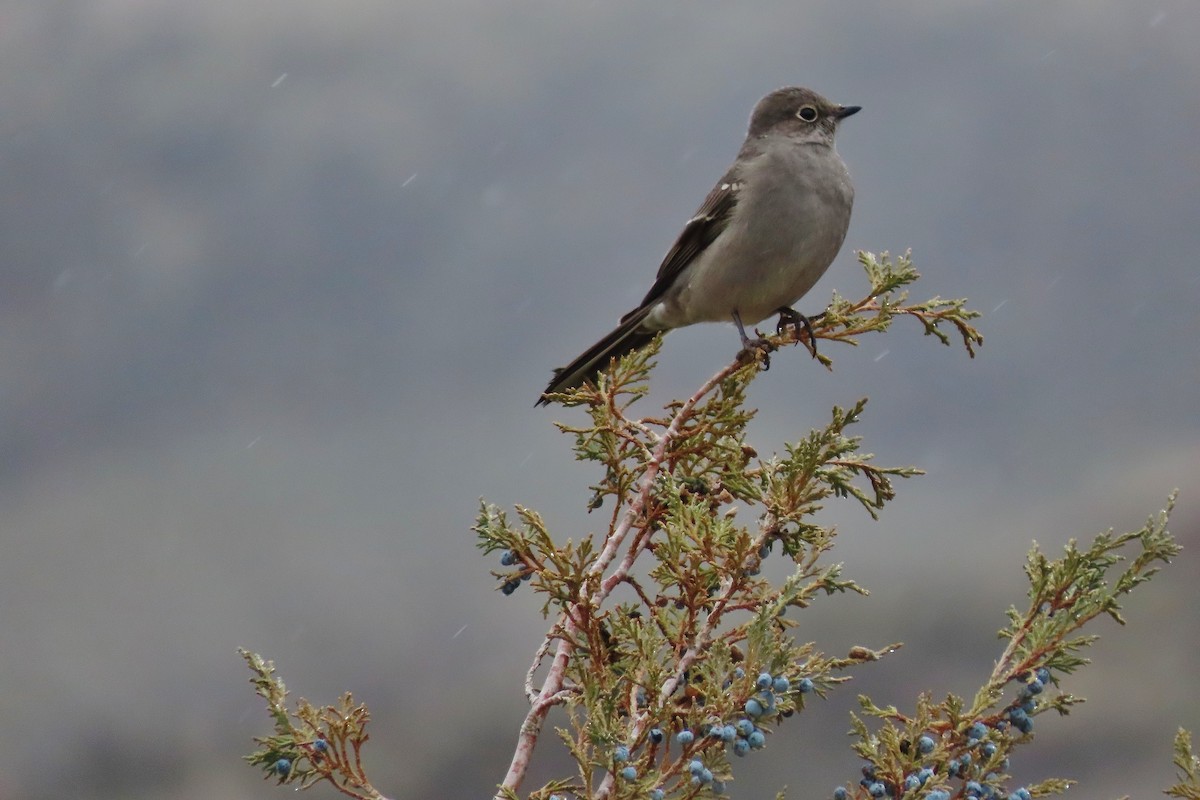 Townsend's Solitaire - ML613299384