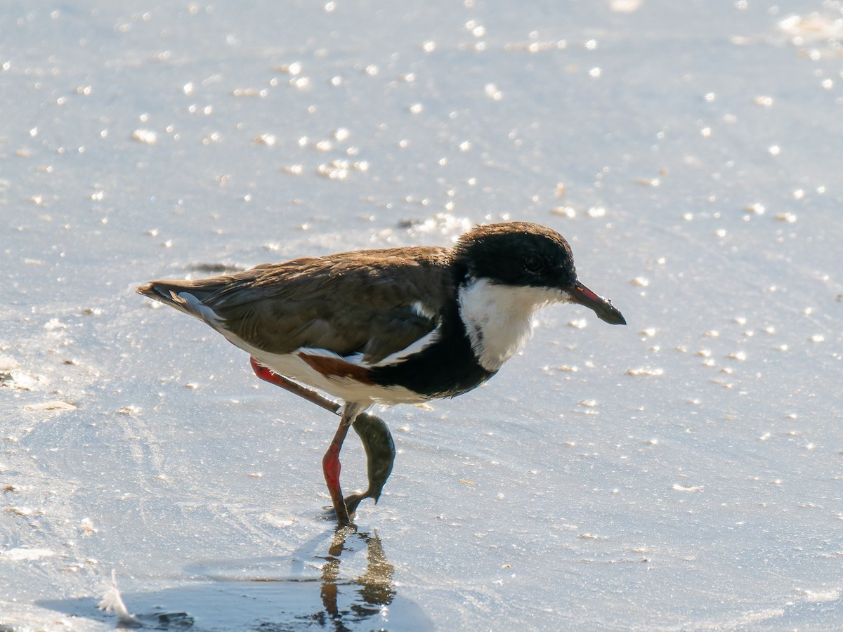 Red-kneed Dotterel - ML613299386