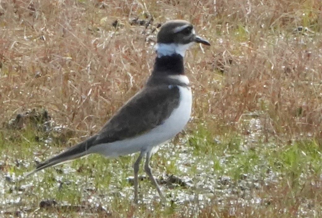 Killdeer - ML613299388