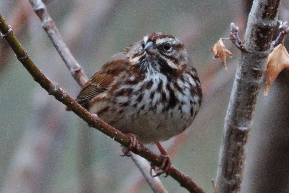 Song Sparrow - ML613299389