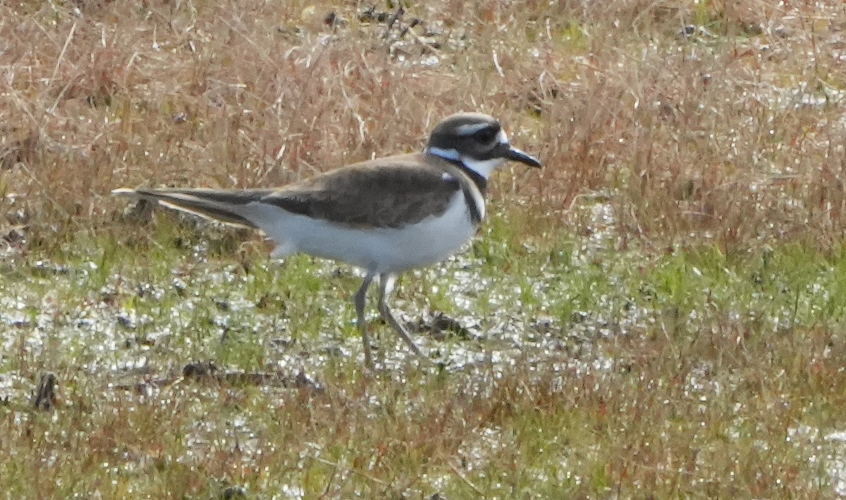 Killdeer - ML613299392