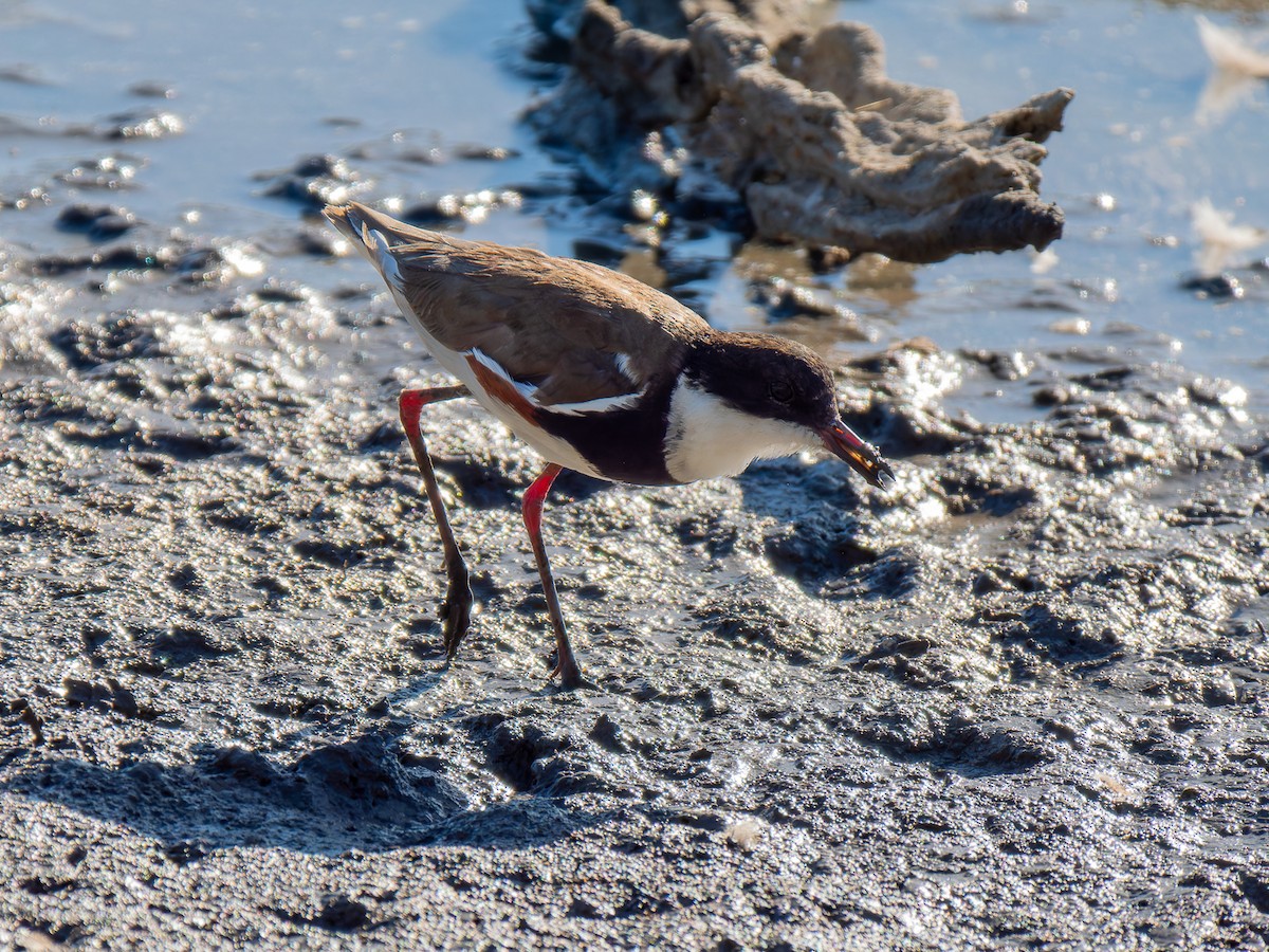 Red-kneed Dotterel - ML613299397