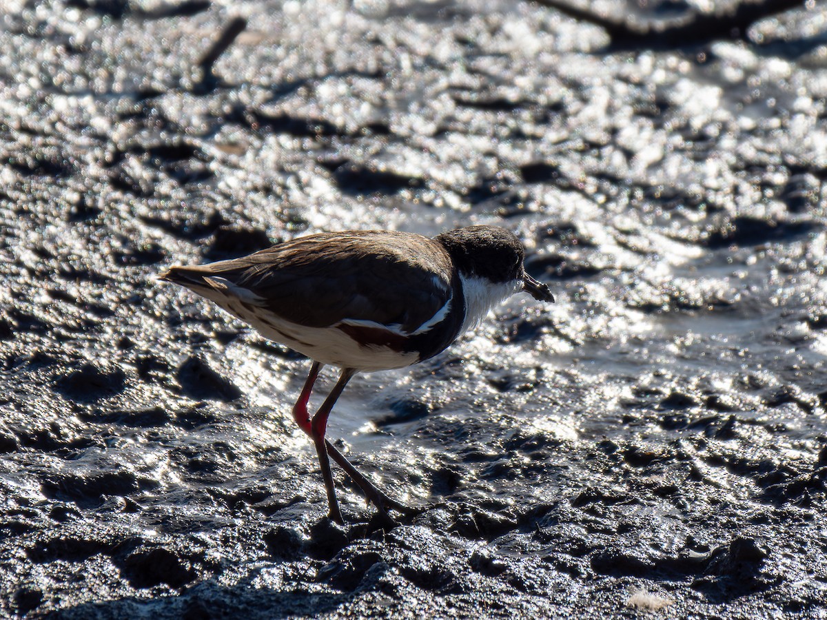 Red-kneed Dotterel - ML613299398
