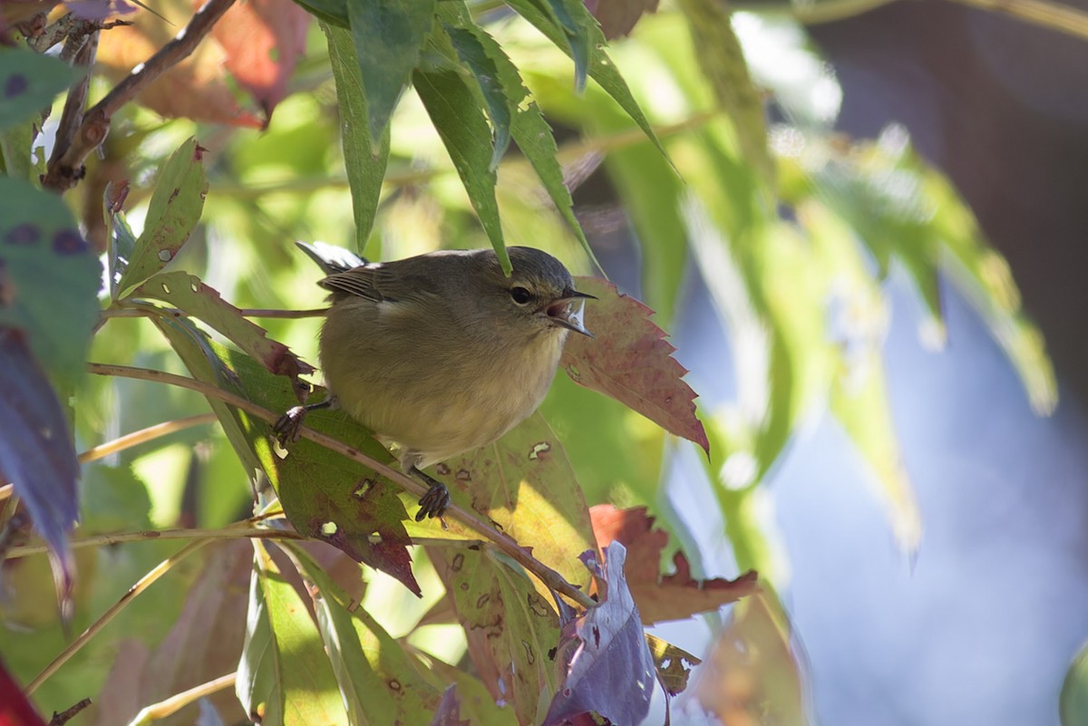 Orange-crowned Warbler (celata) - Michael Todd