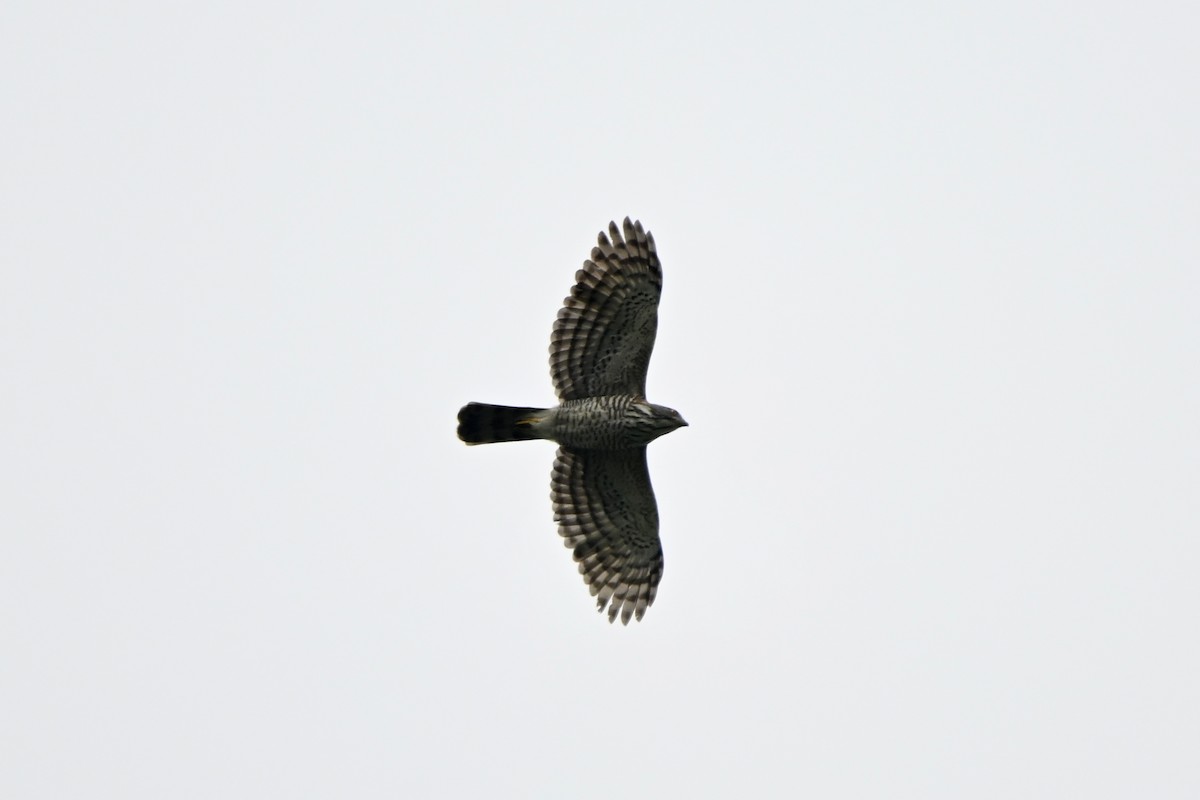 Crested Goshawk - ML613299554