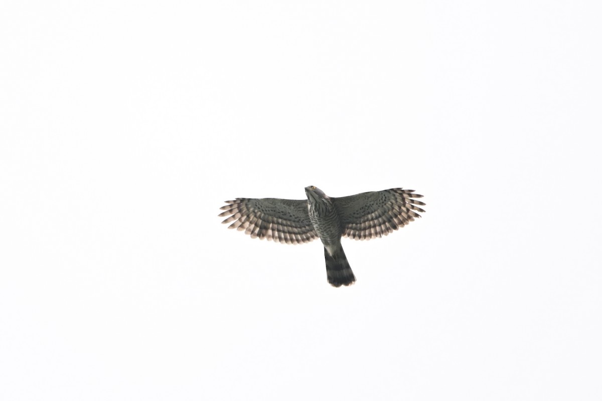 Crested Goshawk - ML613299557