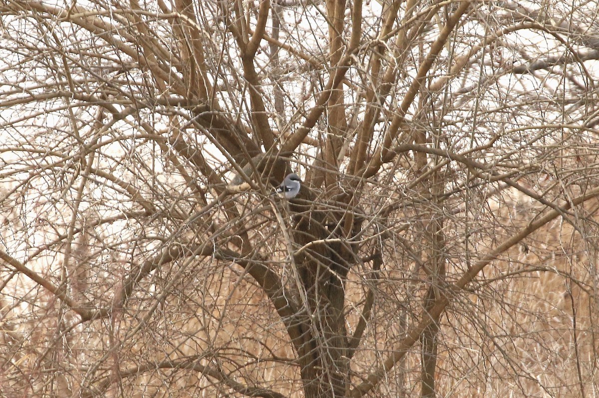 Loggerhead Shrike - Ben Limle