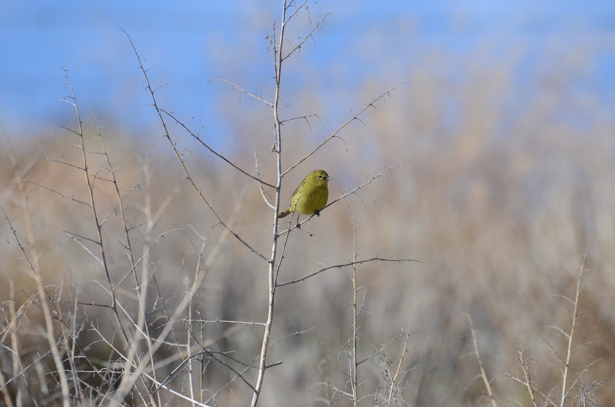 Orange-crowned Warbler - Leah Waldner