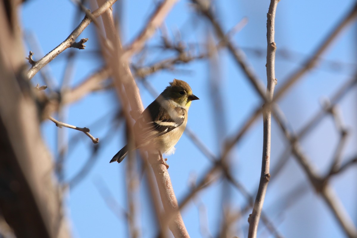 American Goldfinch - Ben Limle