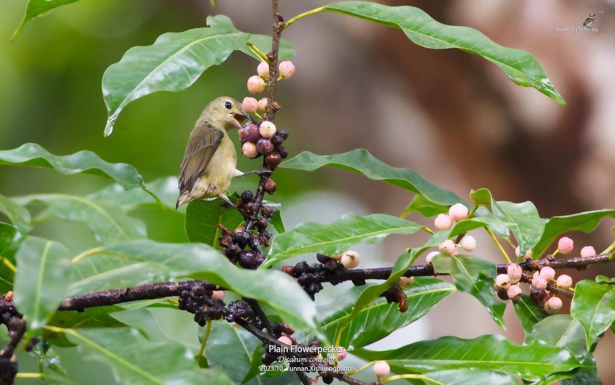 Plain Flowerpecker - ML613299705