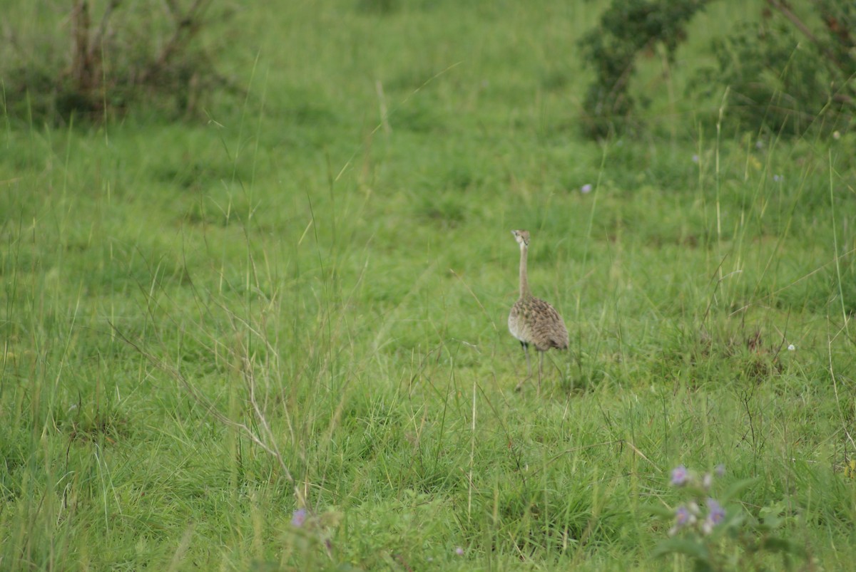 Black-bellied Bustard - ML613299752