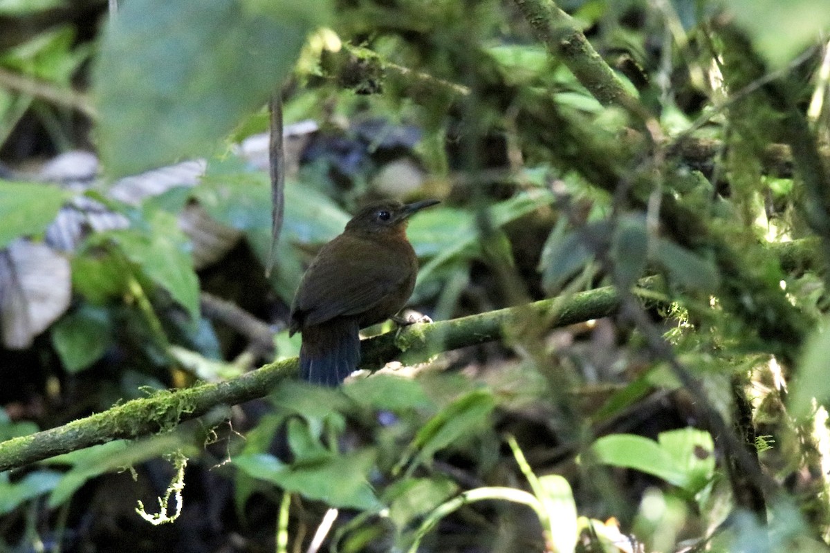 Middle American Leaftosser - Jack Kew