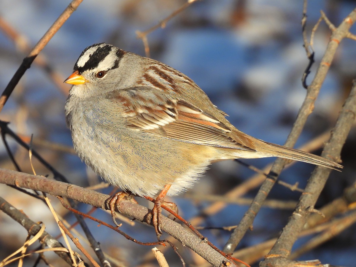 White-crowned Sparrow (Gambel's) - ML613299931