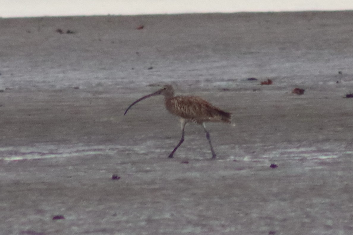 Far Eastern Curlew - ML613299965