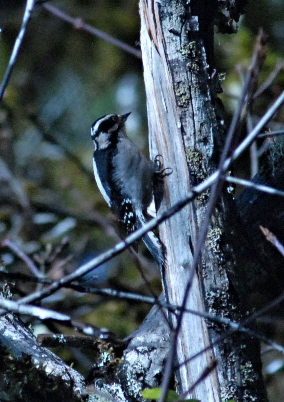 Downy Woodpecker - ML613299976