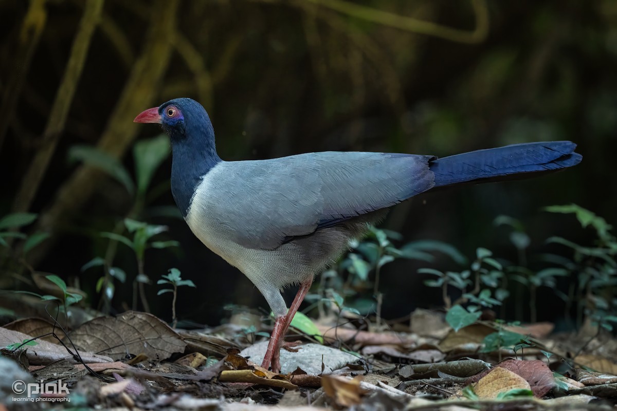 Coral-billed Ground-Cuckoo - ML613300010