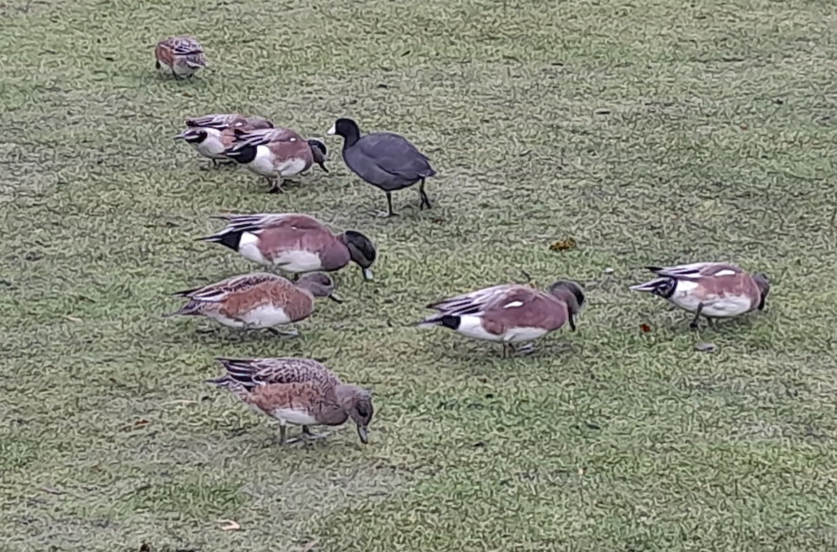 American Wigeon - Grant Canterbury