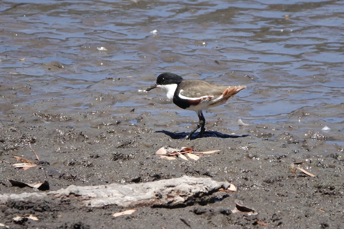 Red-kneed Dotterel - ML613300123