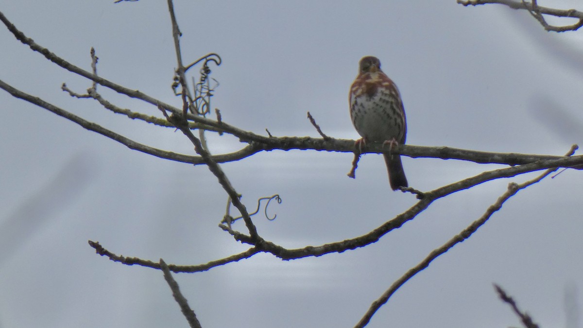 Fox Sparrow - ML613300153