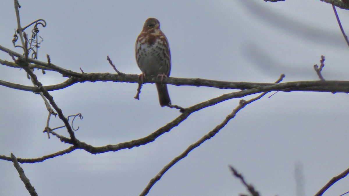 Fox Sparrow - ML613300154