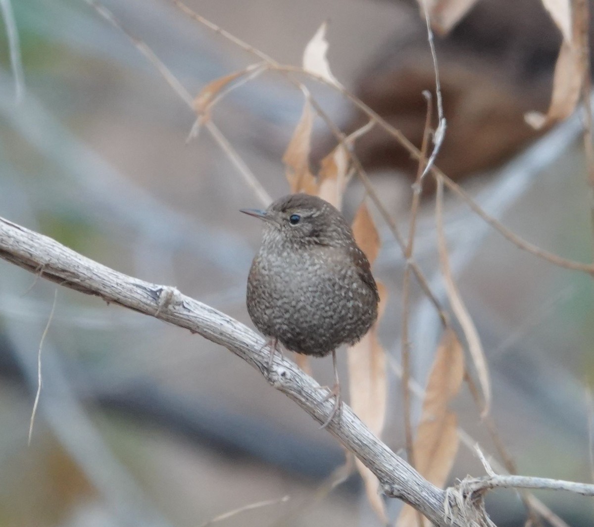 Winter Wren - ML613300160