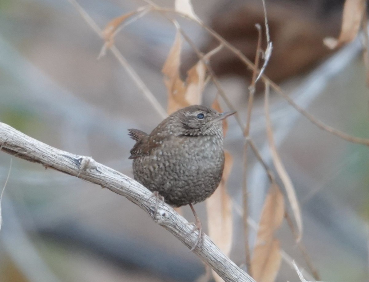 Winter Wren - ML613300165