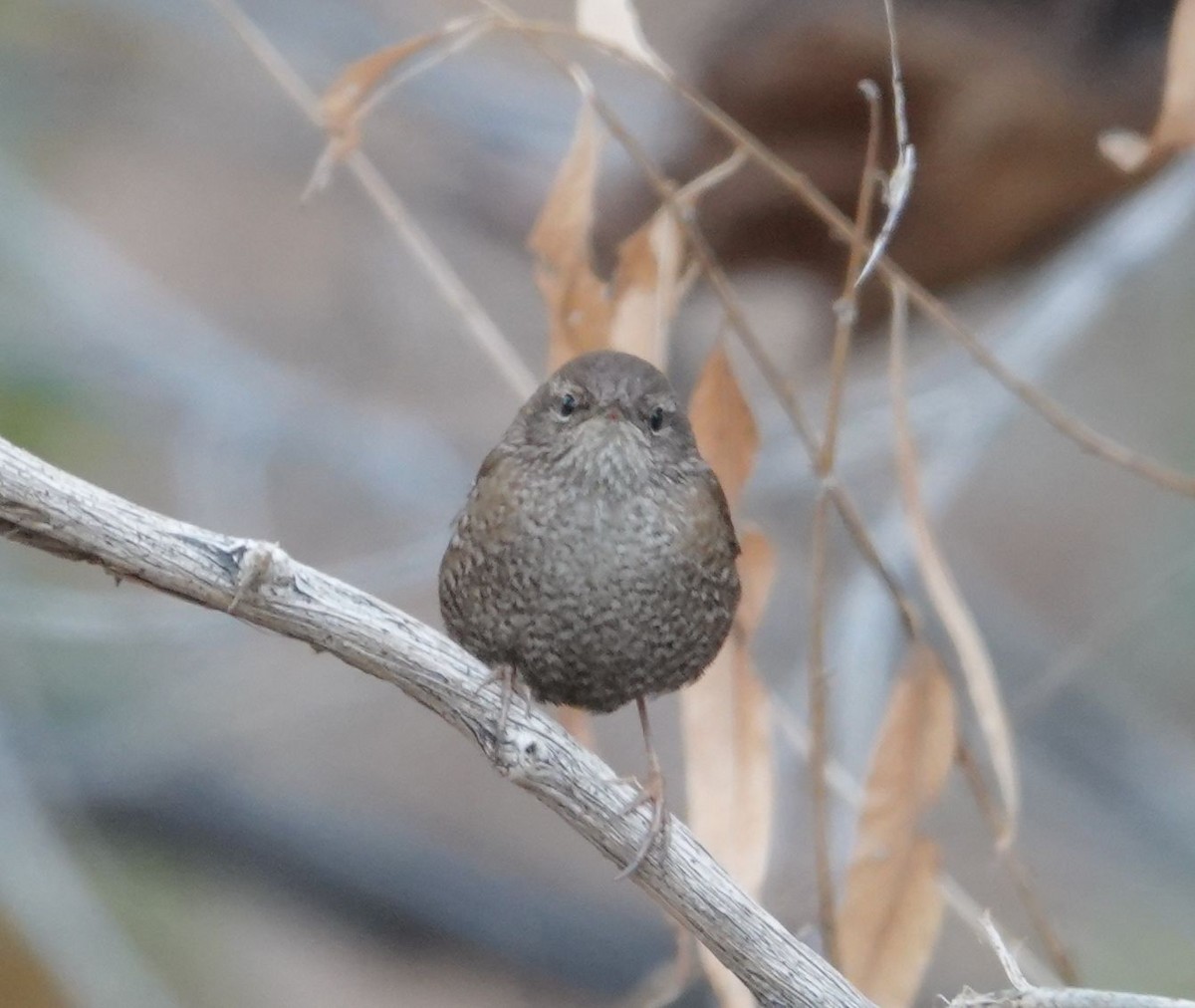 Winter Wren - ML613300166