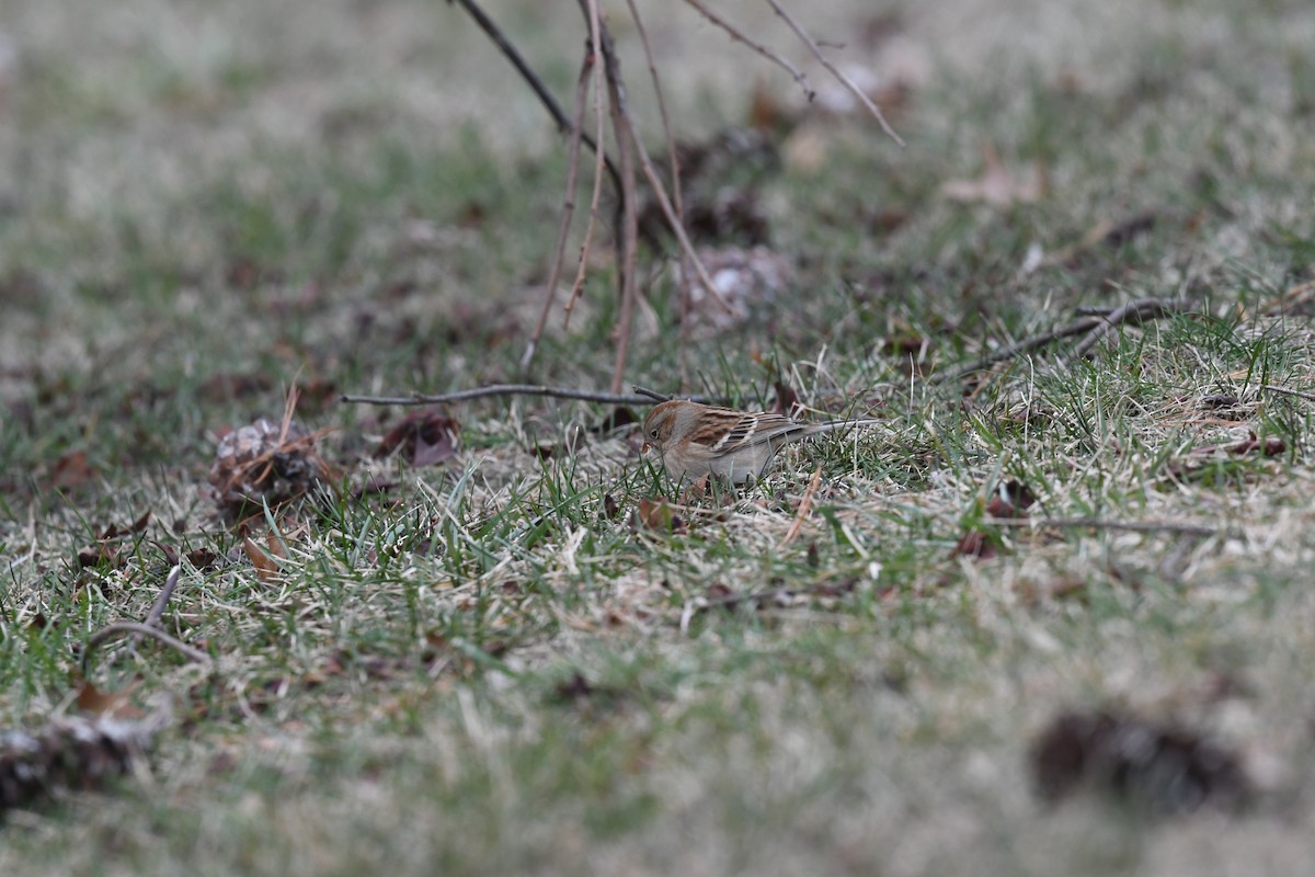 Field Sparrow - ML613300215