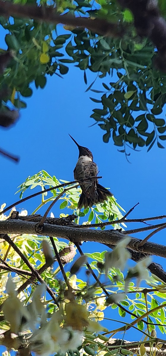 Ruby-throated Hummingbird - ML613300230