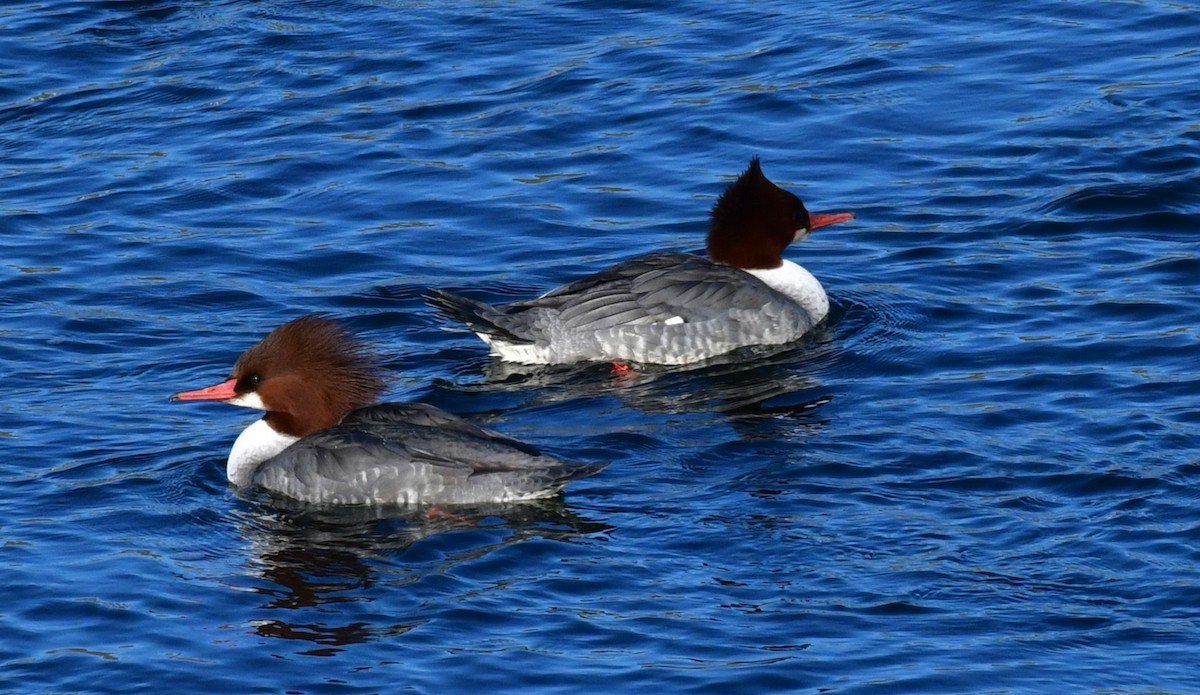 Common Merganser - Elke Davis