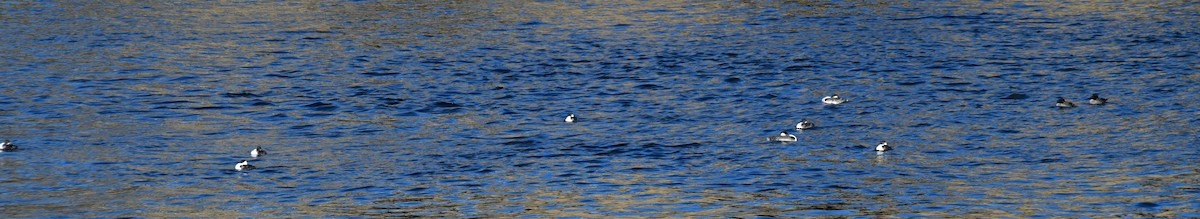 Western Grebe - Elke Davis