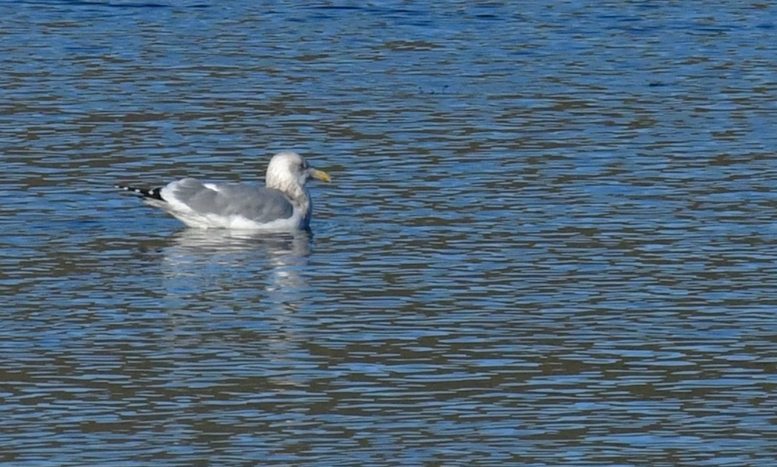 Western x Glaucous-winged Gull (hybrid) - Elke Davis