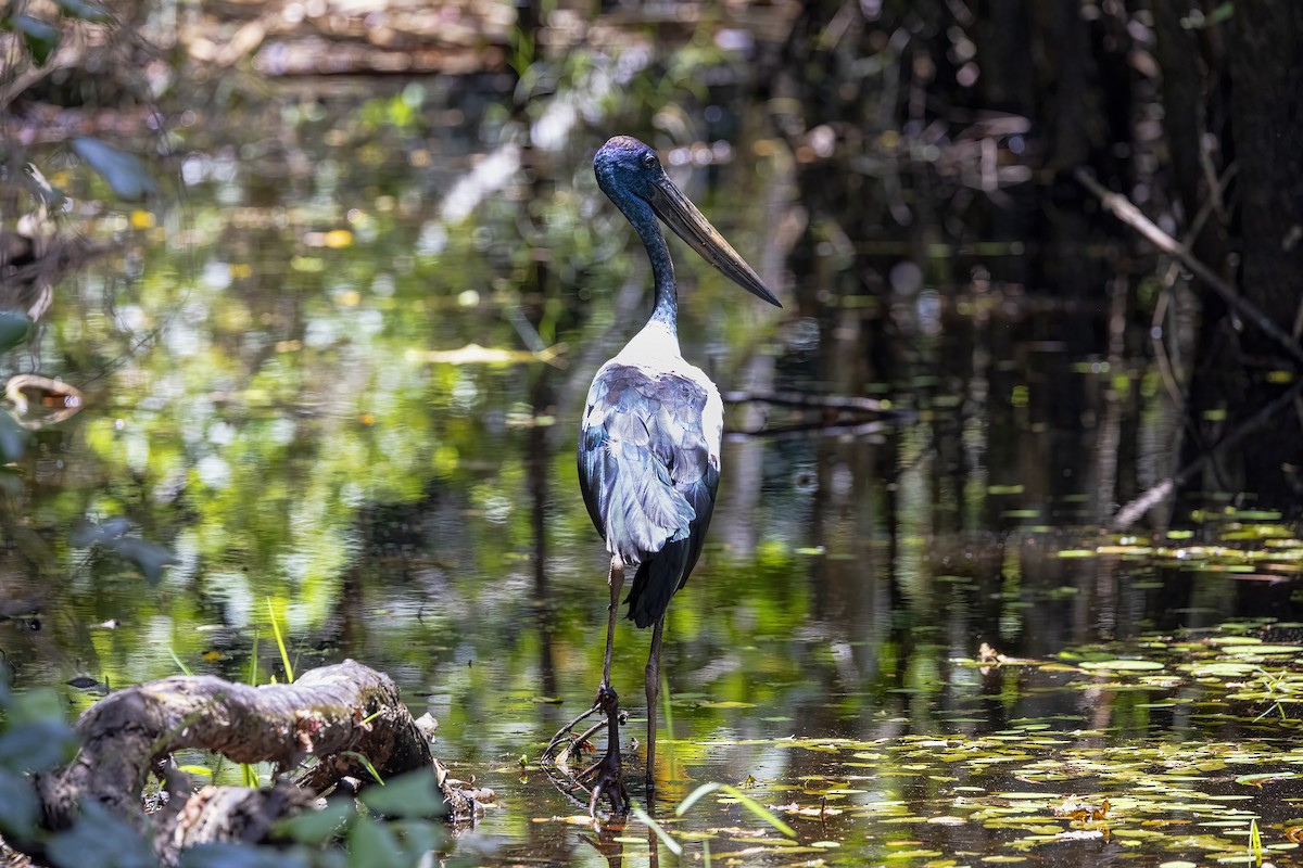 Black-necked Stork - ML613300339